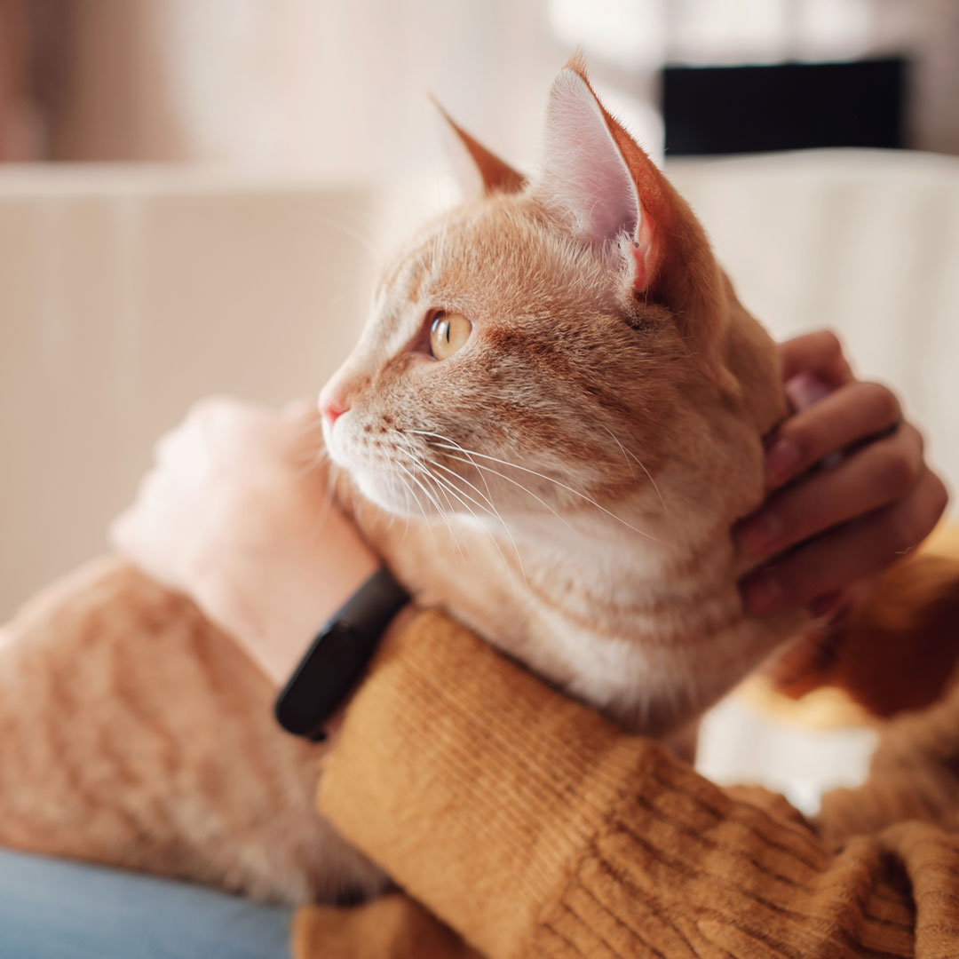 Eine orange getigerte Katze lässt sich streicheln und schaut dabei in die Ferne.